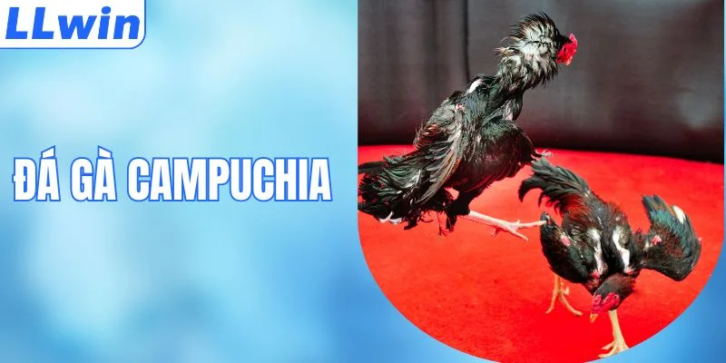 Đá Gà Campuchia - Trường Đấu Uy Tín & Mẹo Từ Chuyên Gia